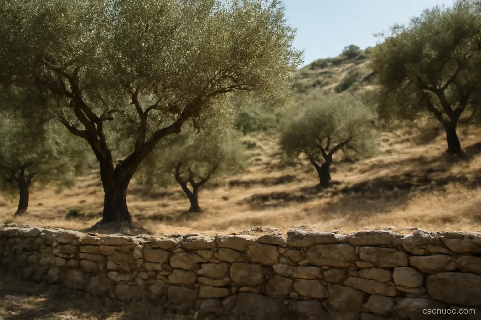 An old olive grove on terraced dry hillside with a stone wall in the foreground, hard midday light, no readable text